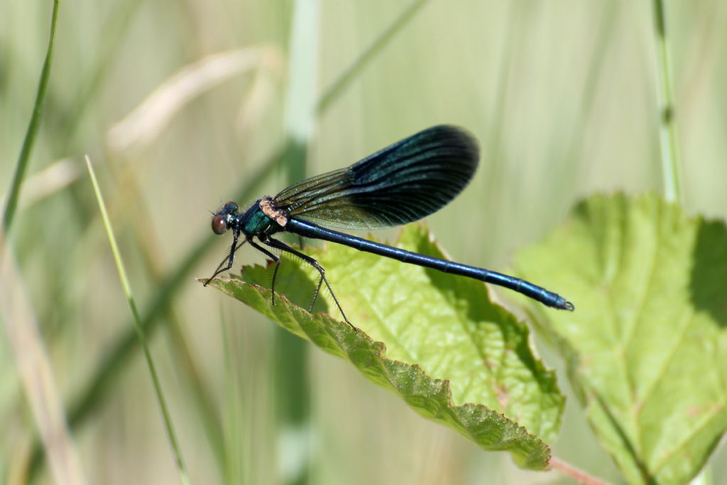 Calopteryx splendens?